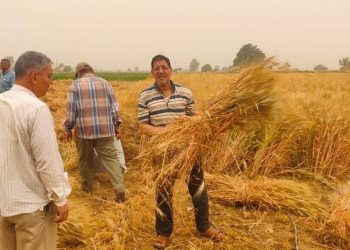 الزراعة: سيتم توريد محصول القمح بحد ادنى فدان للشركة المصرية القابضة 2