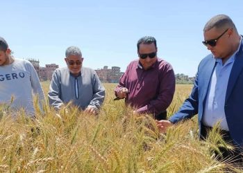 وكيل وزارة الزراعة بدمياط يتفقد زراعات القمح ويشيد بالمحصول  2