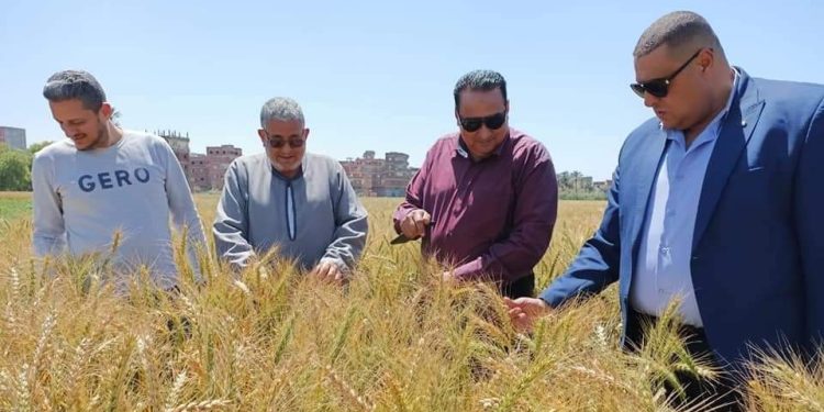 وكيل وزارة الزراعة بدمياط يتفقد زراعات القمح ويشيد بالمحصول  1
