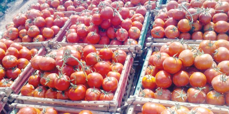 أسعار الطماطم اليوم