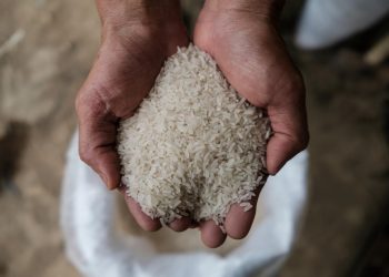 الزراعة: نزرع أصنافا من الأرز تستهلك مياها أقل وتصل إنتاجيتها 5 أطنان للفدان 1
