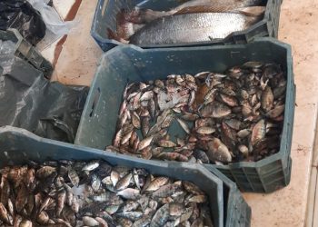 ارتفاع طفيف في أسعار الأسماك بـ دمياط 1