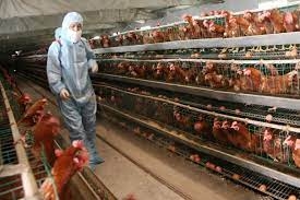 ماليزيا توقف صادرات الدجاج ابتداء من يونيو المقبل 1