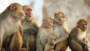 من كورونا لجدرى القرود.. دراسة تزعم أكتشاف عقارا جديداً لـ " الجرب " 1