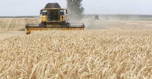 أوكرانيا تتهم أطراف تركية بالتورط في سرقة محاصيلها من الحبوب