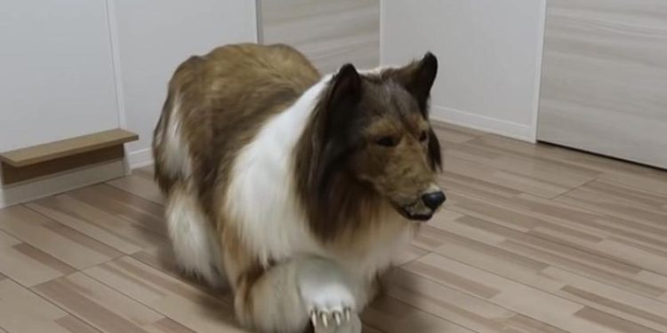 «عالم مجنون».. ياباني ينفق 16 ألف دولار ليظهر وكأنه كلب 1