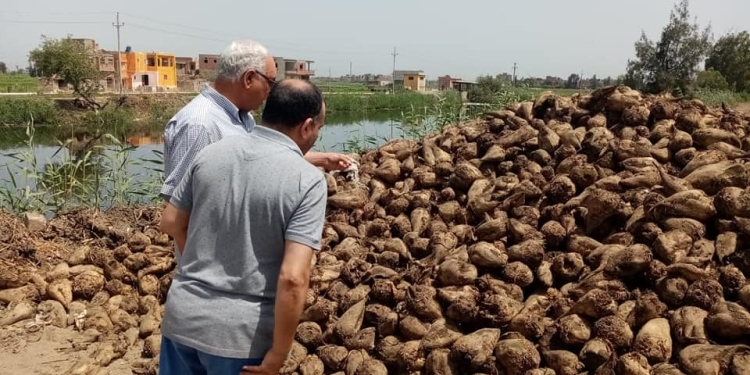 الزراعة تتابع توريد محصول البنجر لمصانع السكر بـ كفر الشيخ