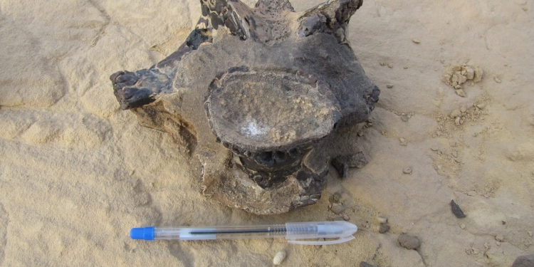 باحث: الواحات البحرية من أقدم واحات العالم التي استخرج منها حفريات ديناصورات