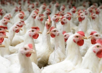 صدق او لا تصدق.. دراسة تحدد تاريخ تربية البشر لـ«الدجاج» و أكله 1