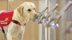 دراسة: الكلاب أكثر دقة في كشف كورونا من الـ PCR 3