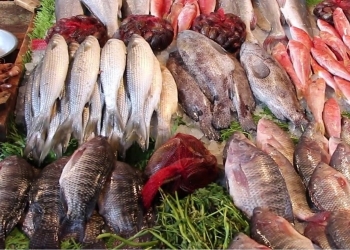أسعار الأسماك اليوم السبت 11 مايو 2024