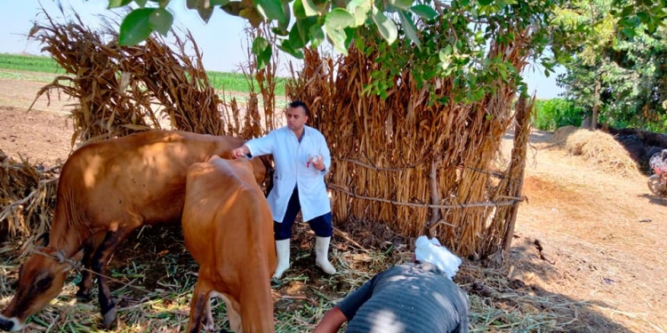 محافظة الجيزة تحصين 43 ألف رأس ماشية ضد مرض الحمى القلاعية