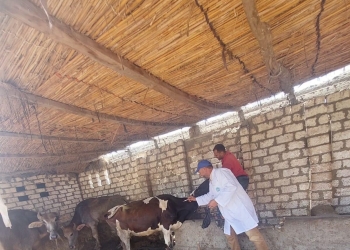 محافظ كفر الشيخ: تحصين 60 ألف رأس ماشية ضد الحمى القلاعية والوادي المتصدع 6