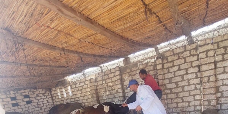 محافظ كفر الشيخ: تحصين 60 ألف رأس ماشية ضد الحمى القلاعية والوادي المتصدع 1