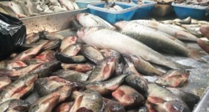 ضبط 2.7 طن أسماك مجمدة مجهولة المصدر في حملة أمنية مكبرة بالقليوبية
