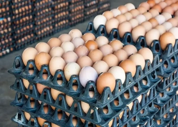 اتحاد منتجى الدواجن: ننتج 40 مليون بيضة يوميًا ونستهدف الوصول لـ 60 مليون بحلول 2030 4