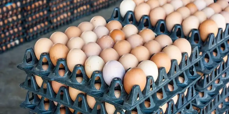 اتحاد منتجى الدواجن: ننتج 40 مليون بيضة يوميًا ونستهدف الوصول لـ 60 مليون بحلول 2030 1