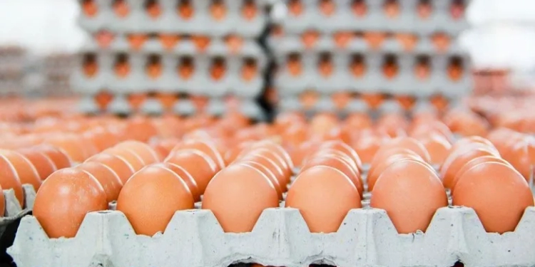 الزراعة تطرح كميات كبيرة من البيض