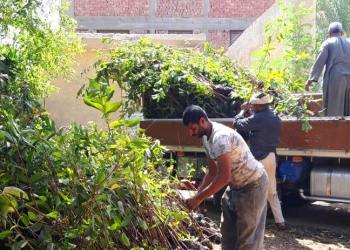 سوهاج تتسلم 14 ألف شجرة مثمرة «توت وجوافة» من وزارة البيئة لقرى «حياة كريمة»