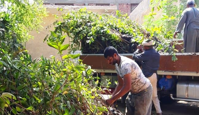 سوهاج تتسلم 14 ألف شجرة مثمرة «توت وجوافة» من وزارة البيئة لقرى «حياة كريمة»