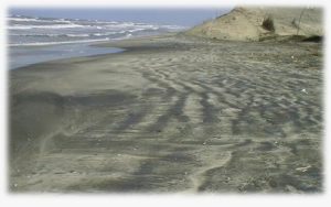 السيسي: مشروع الرمال السوداء لا يضر البيئة ولا يؤذي الإنسان 7