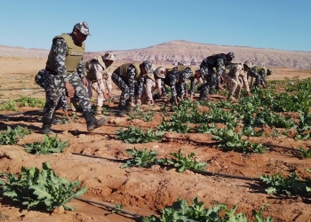 قوات حرس الحدود تدمر 160 مزرعة خشخاش و34 طن بانجو و2200 كيلو من الهيروين 7