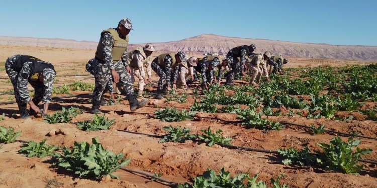 قوات حرس الحدود تدمر 160 مزرعة خشخاش و34 طن بانجو و2200 كيلو من الهيروين 1