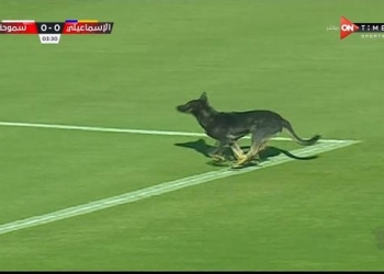 كلب يقتحم ملعب مباراة سموحة والإسماعيلي في الدوري العام 4