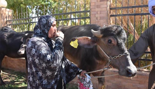 الزراعة: توزيع 35 رأس ماشية مجانًا على الأهالي الأكثر احتياجًا في أسوان