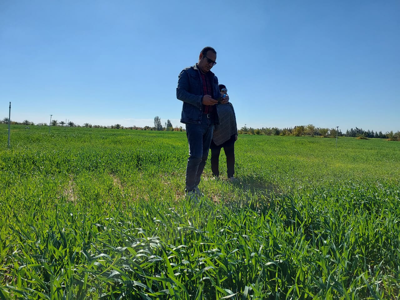 بالصور مدير مديرية الزراعة بجنوب سيناء يتابع زراعة محصول القمح