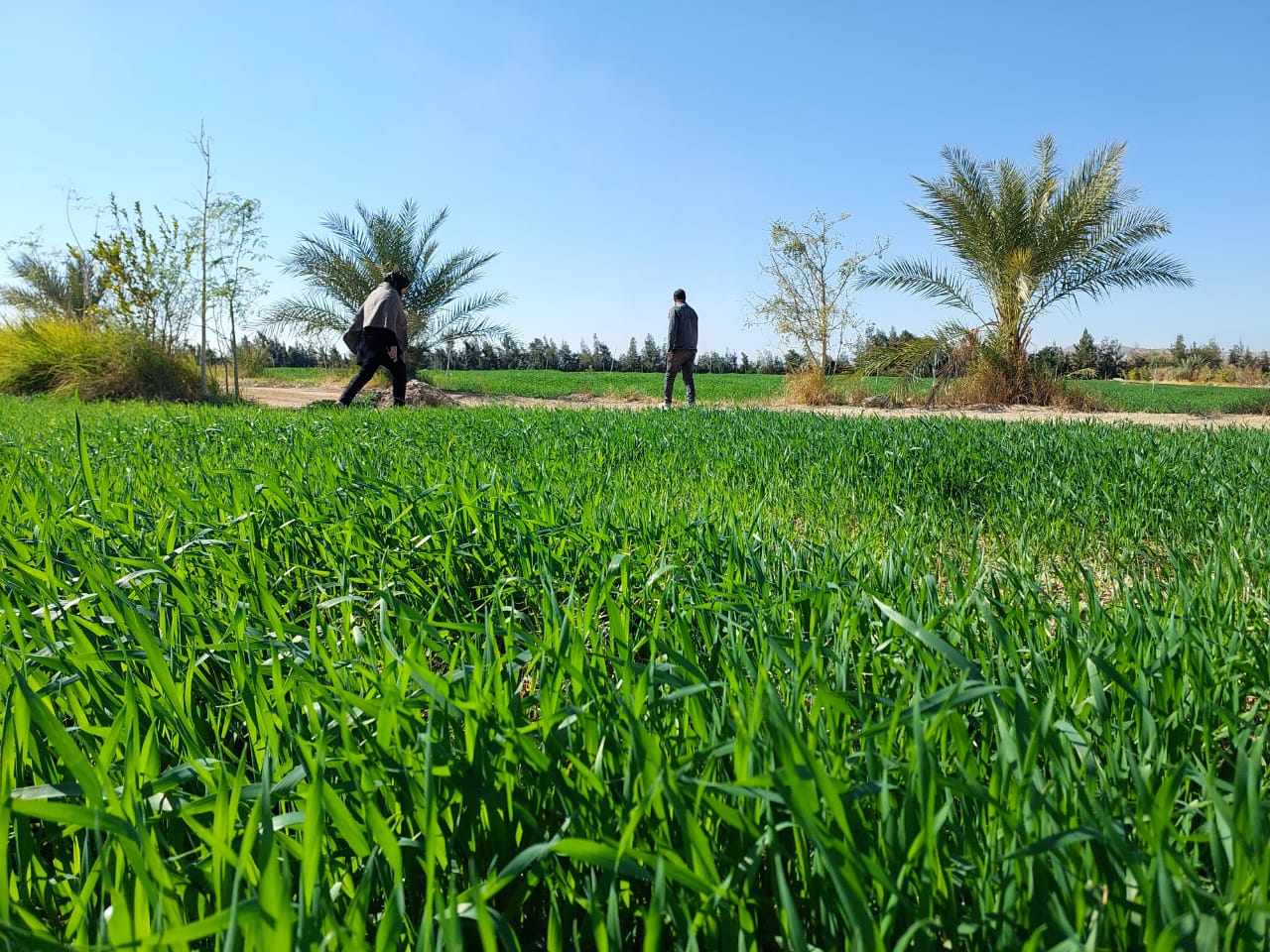 بالصور مدير مديرية الزراعة بجنوب سيناء يتابع زراعة محصول القمح 2