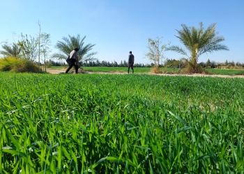 بالصور مدير مديرية الزراعة بجنوب سيناء يتابع زراعة محصول القمح 3