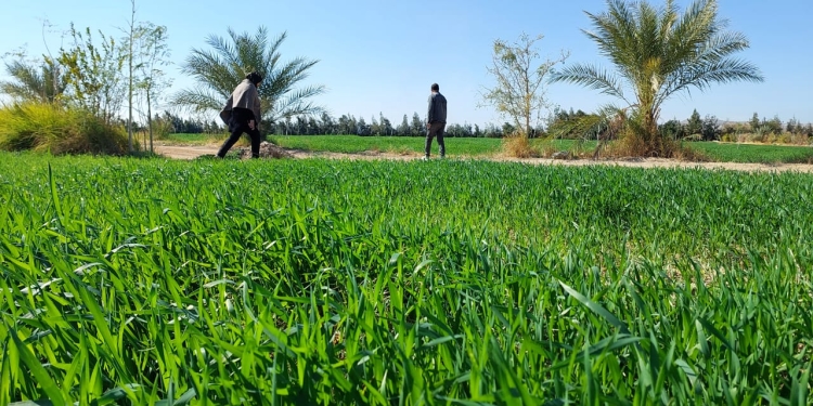 بالصور مدير مديرية الزراعة بجنوب سيناء يتابع زراعة محصول القمح 1