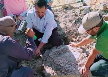 عمرها 70 مليون سنة.. اكتشاف حفرية سلحفاة نهرية بالوداي الجديد 3