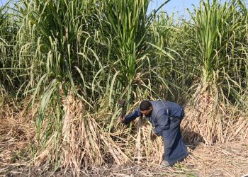 محافظ قنا يشهد حصاد أول حقل إرشادي لمحصول قصب السكر