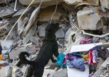 388 كلبًا من 47 دولة أنقذت 74 شخصا من كارثة زلزال تركيا