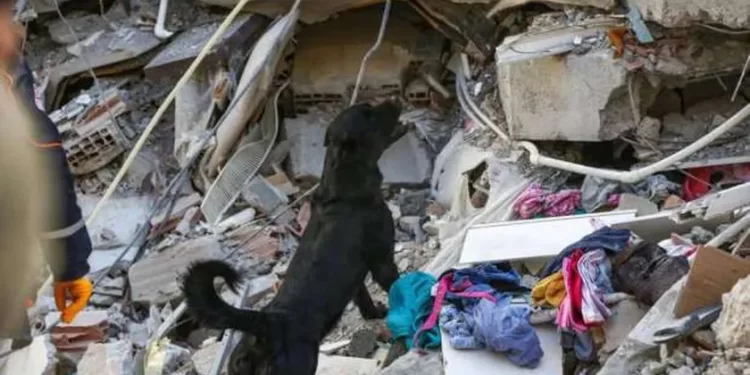 388 كلبًا من 47 دولة أنقذت 74 شخصا من كارثة زلزال تركيا