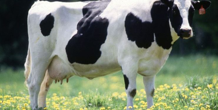 الصين تستنسخ أبقارا خارقة لزيادة إنتاج الألبان 1