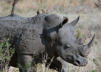 شاهد| هجوم وحيد القرن على سائحين في حديقة "جالدابارا" الهندية 11
