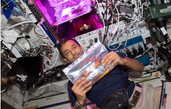 شاهد | رائد الفضاء الإماراتي سلطان النيادي يزرع الطماطم في الفضاء 1