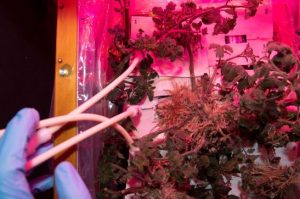 شاهد | رائد الفضاء الإماراتي سلطان النيادي يزرع الطماطم في الفضاء 3