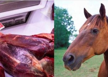 خبير بمعهد التغذية يفجر مفاجأة: لحوم الحمير والخيول آمنة وصالحة للأكل 1