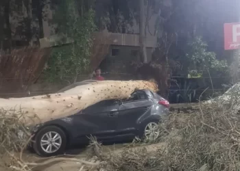 دون إصابات.. سقوط شجرة يتسبب في تحطم 3 سيارات بـ مدينة نصر 1