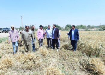 رئيس جامعة سوهاج يشهد بدء موسم حصاد القمح بمزرعة الكوثر على مساحة 42 فدان