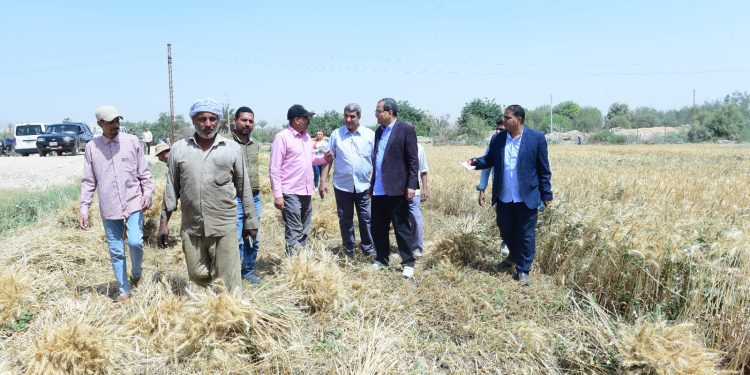 رئيس جامعة سوهاج يشهد بدء موسم حصاد القمح بمزرعة الكوثر على مساحة 42 فدان