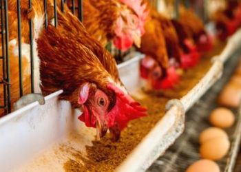 وزارة الزراعة تكشف سبب عدم تخفيض سعر اللحوم والدواجن 3
