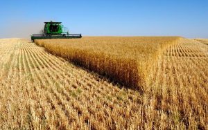 أسعار القمح والذرة والأرز والزيوت تتراجع عالميا.. و"الأغذية والزراعة" تنتقد ثباتها بالأسواق المحلية 2