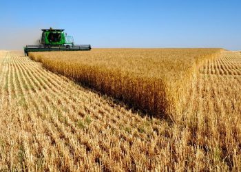 محافظ أسوان: توريد 73% بواقع 140 ألف طن من محصول القمح