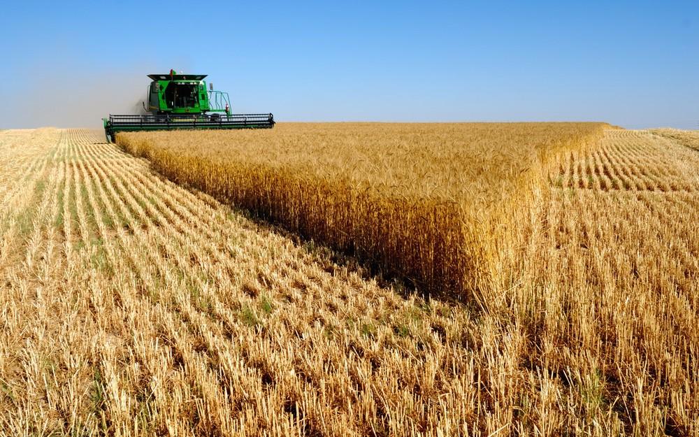 محافظ أسوان: توريد 102 ألف طن من القمح حتى الآن لموسم الحصاد الحالي 1