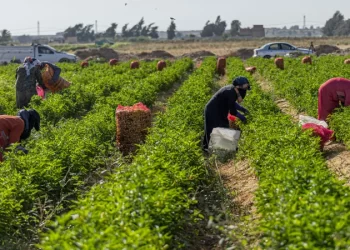 أكثرها البطاطس والقطن.. صادرات مصر الزراعية تسجل 3.2 مليار دولار بنهاية 2022 3